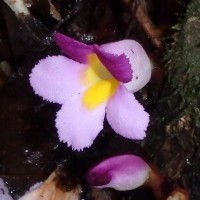 Christisonia tricolor Gardner